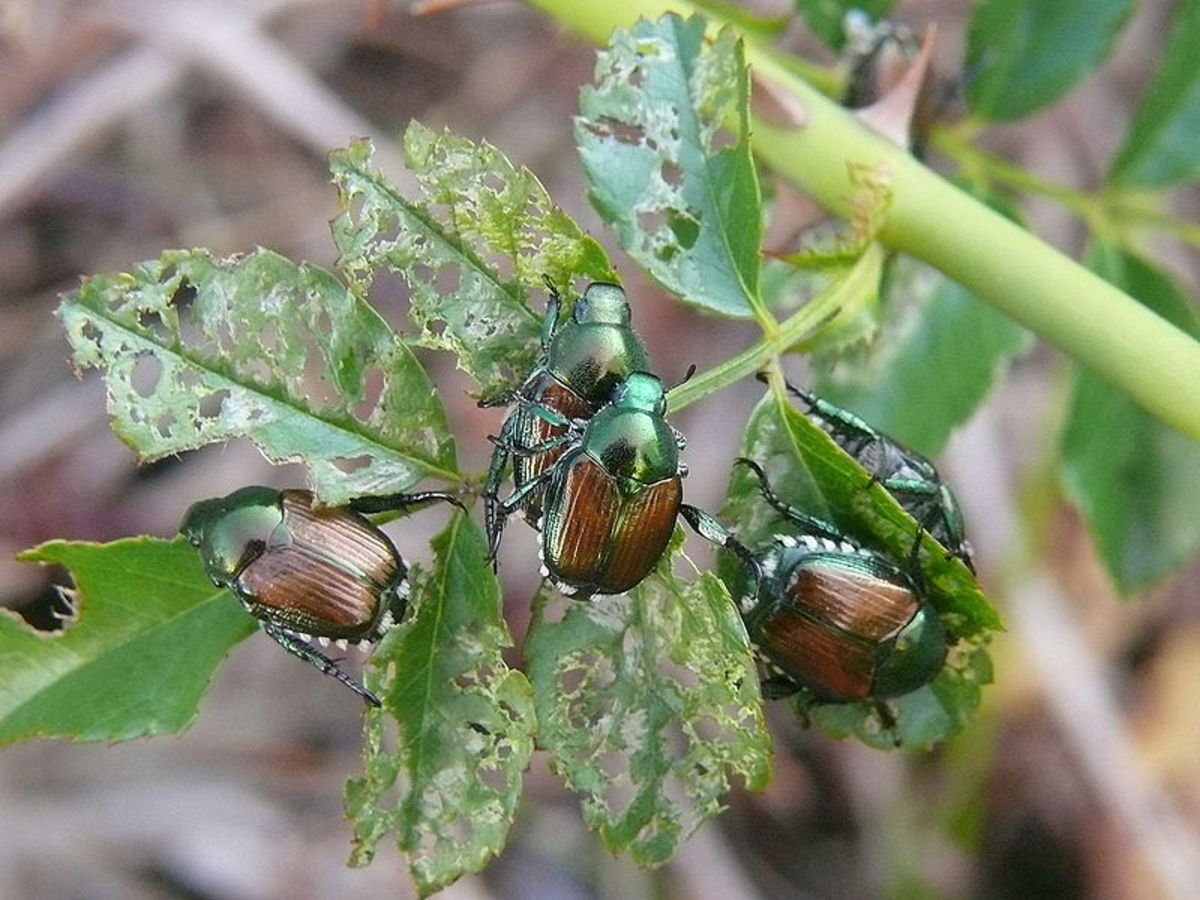 how-to-get-rid-of-japanese-beetles-dengarden