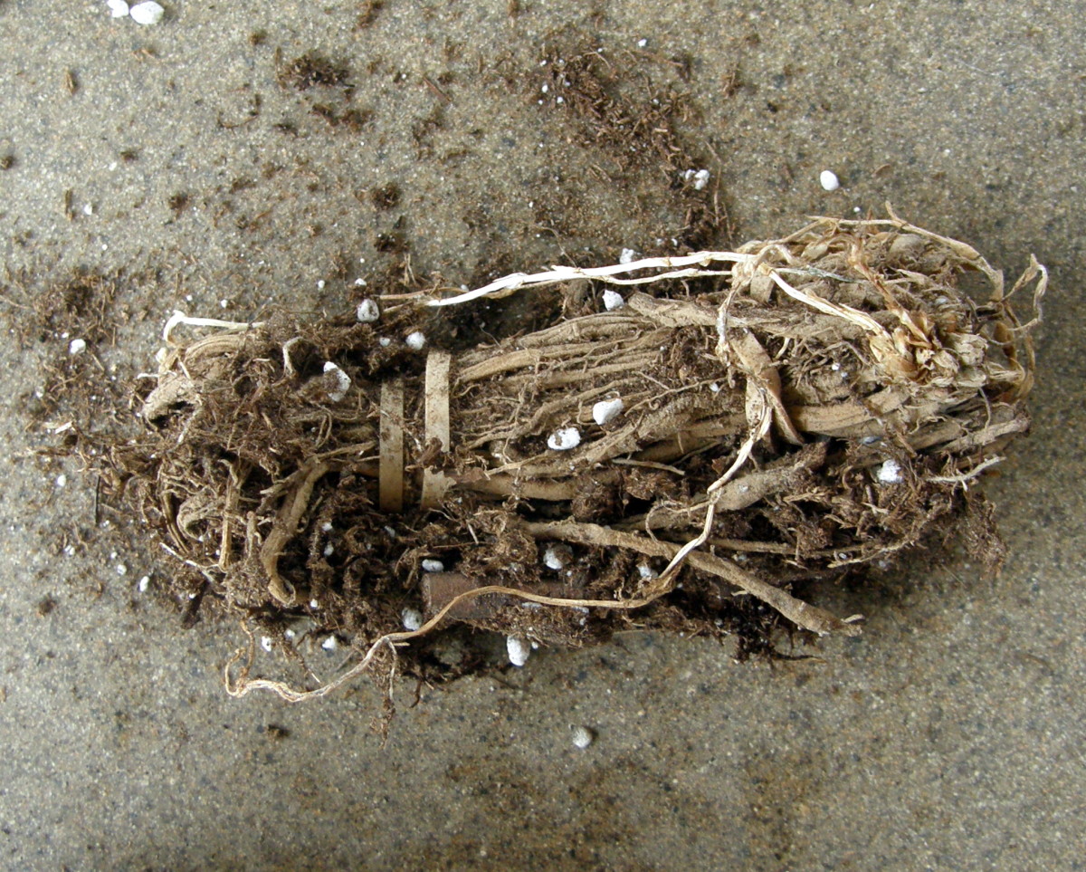 How to Plant TwoYearOld Asparagus Crowns in Containers Dengarden