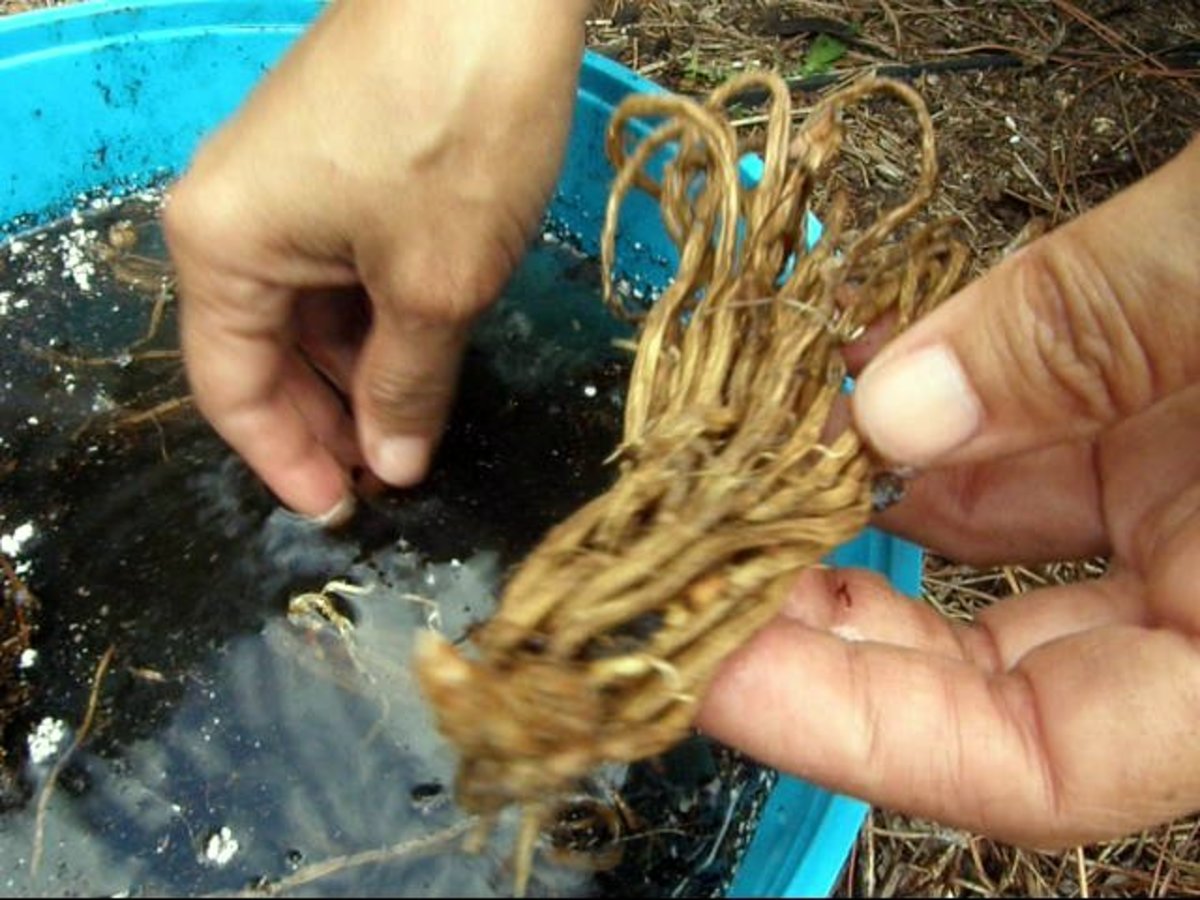 How to Plant TwoYearOld Asparagus Crowns in Containers Dengarden