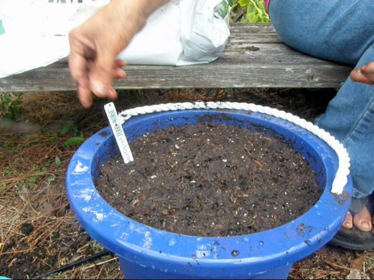 How to Plant TwoYearOld Asparagus Crowns in Containers Dengarden