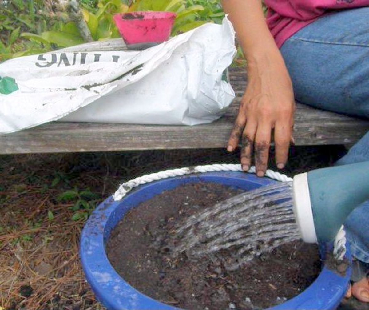 How to Plant TwoYearOld Asparagus Crowns in Containers Dengarden
