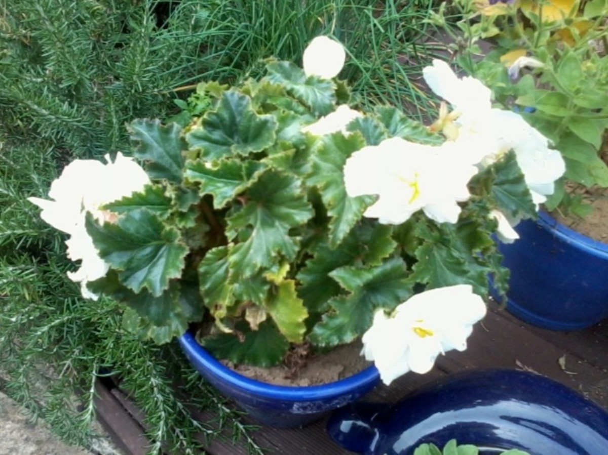 Look at this begonia now!