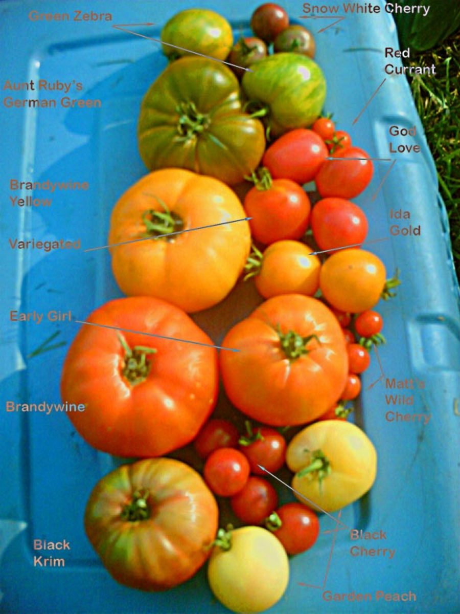 A variety of heirloom tomatoes.