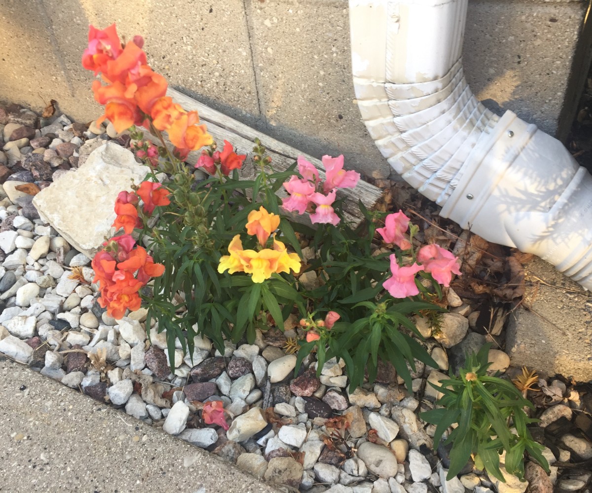 Snapdragons that grew next to my house via wind dispersal. The year before this photo was taken, there were two pink blooming plants; at the time of the photo, they'd reseeded and come back in different colors. 