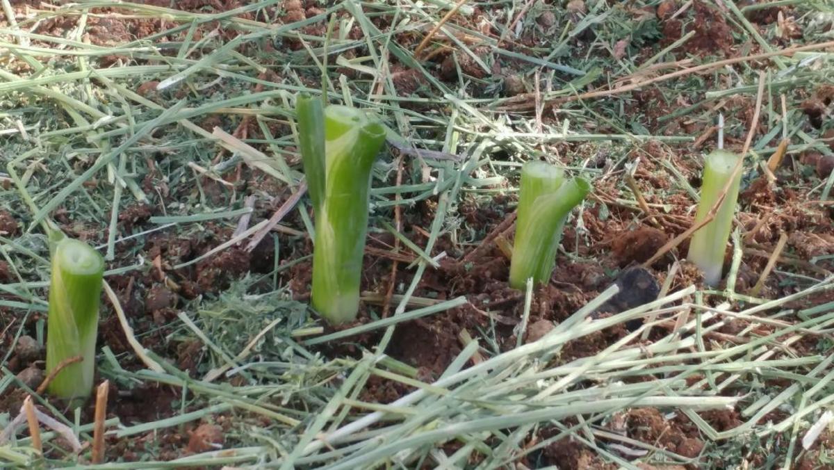 The Easy Way to Grow Green Onions (A Photo Guide) Dengarden