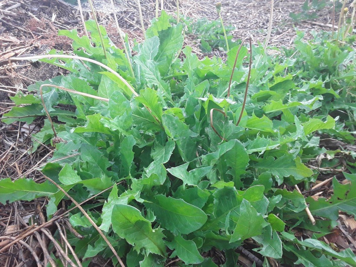 This dandelion looks like a salad already!  Mix it with more mild greens for a tasty side.  Lemon juice somewhat mellows the bitterness.