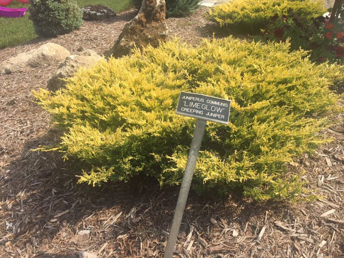 Creeping Juniper Groundcover Types, Fast Growing Juniper Ground Cover