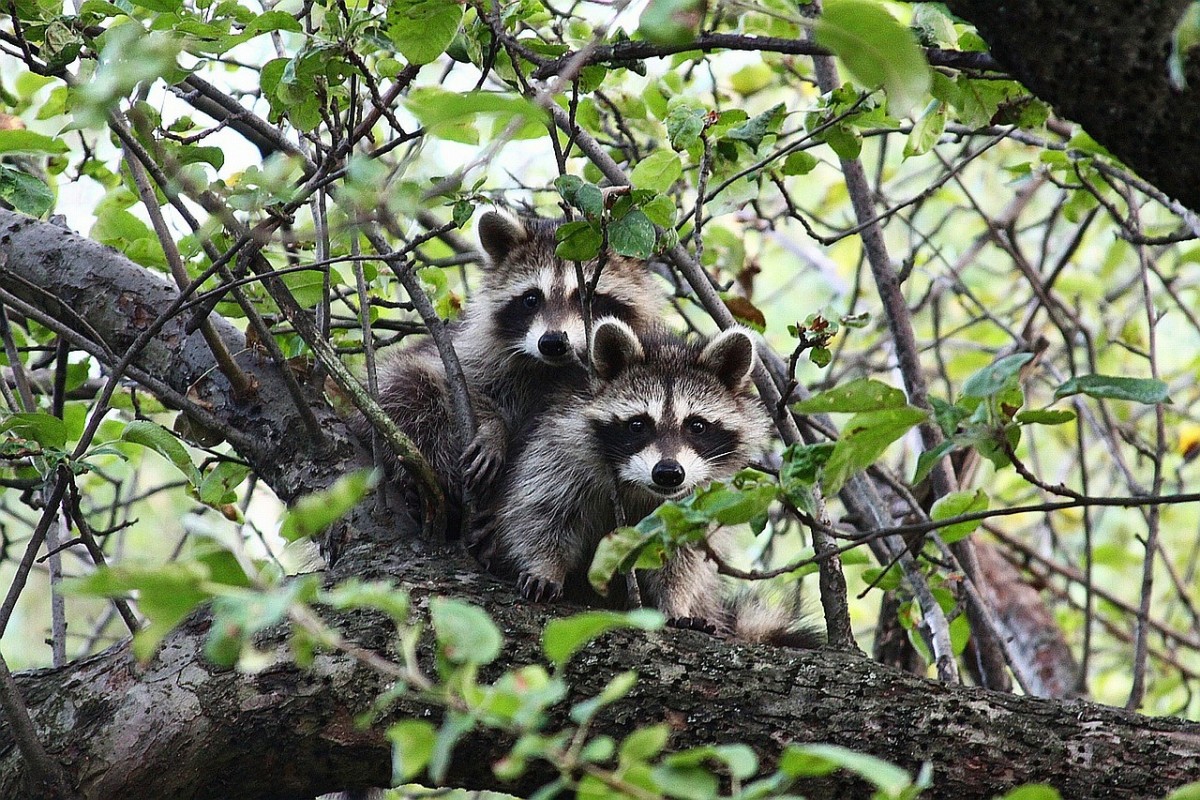 How to get rid of raccoons in backyard.