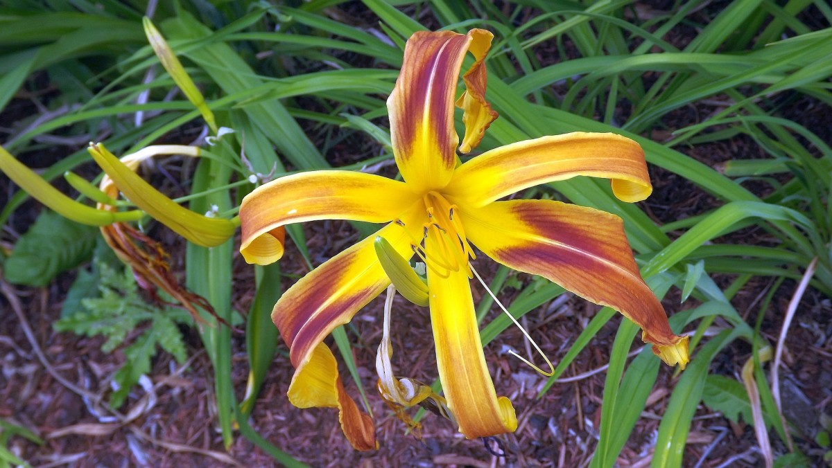 This is an example of a spider type of daylily.  Long, lean and elegant.