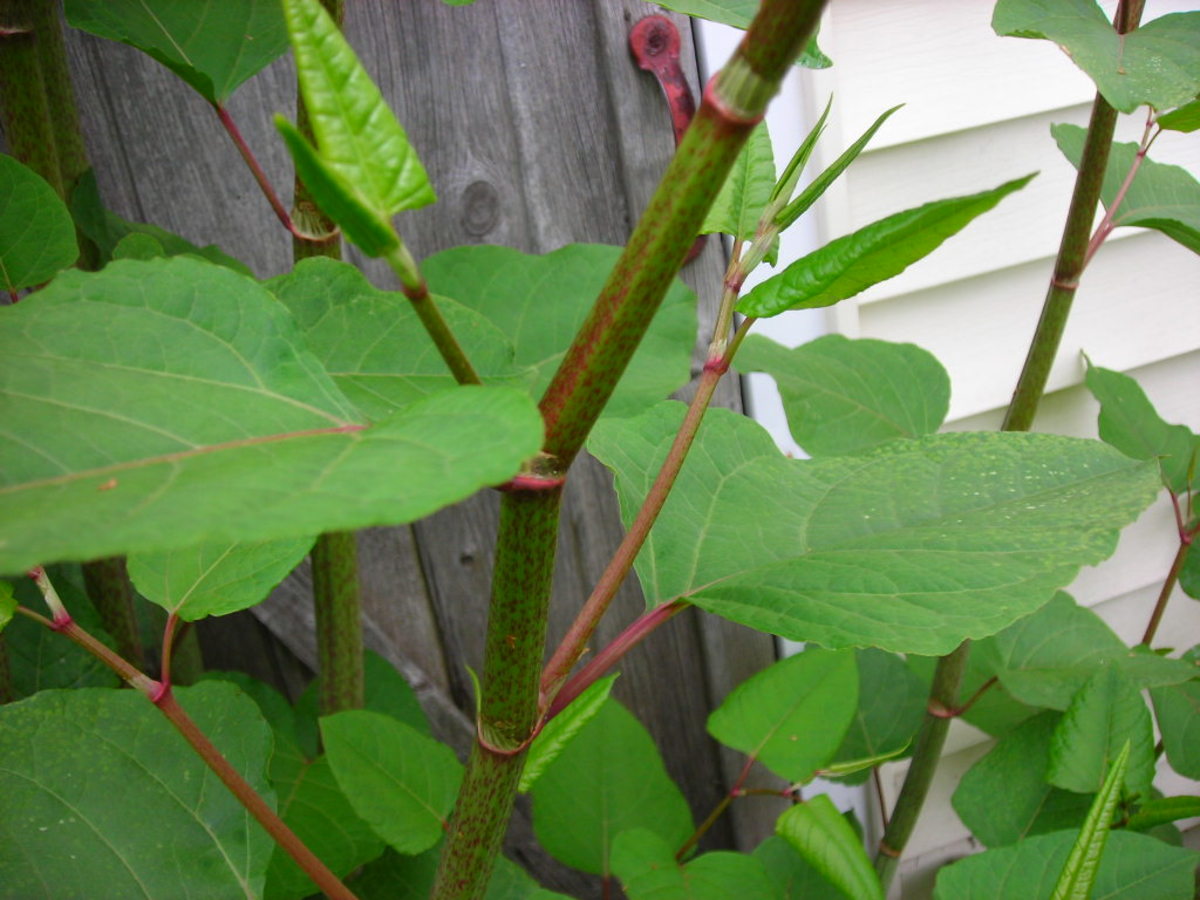 Fast growing stems of the Japanese Knotweed.