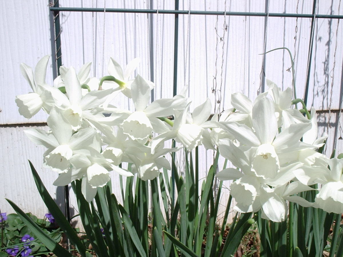 What Are the Differences Between Daffodils, Narcissus, and Jonquils