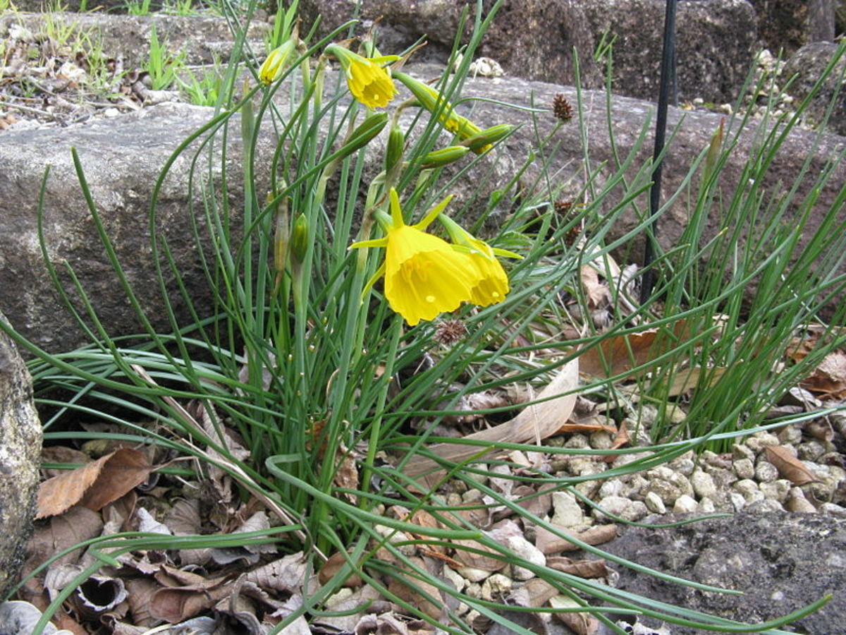 What Are the Differences Between Daffodils, Narcissus, and Jonquils