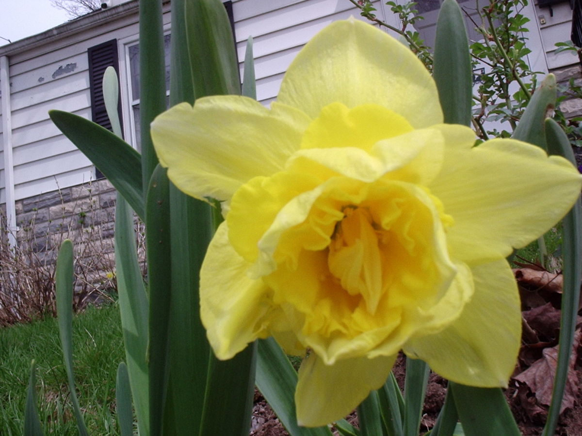 Double daffodil growing in my garden.  The flowers look like small roses or peonies.