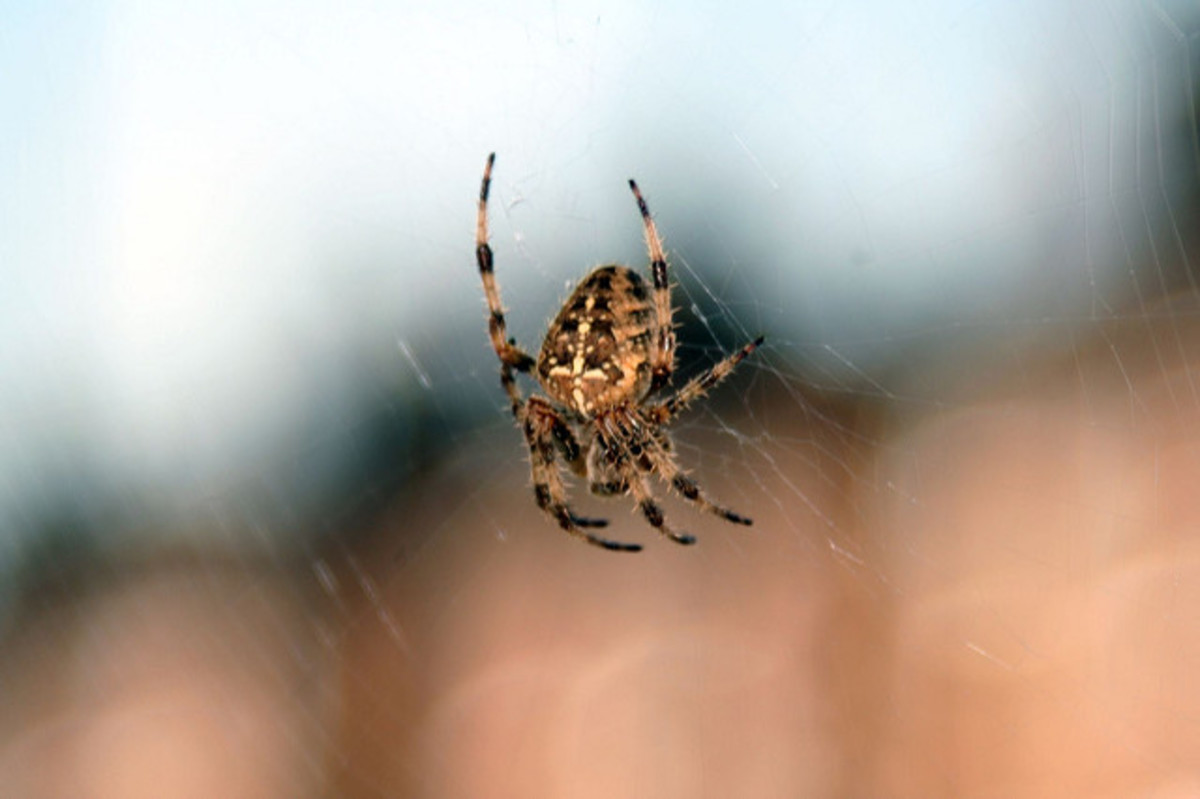 Many spiders are good at keeping pests away from plants and people. 