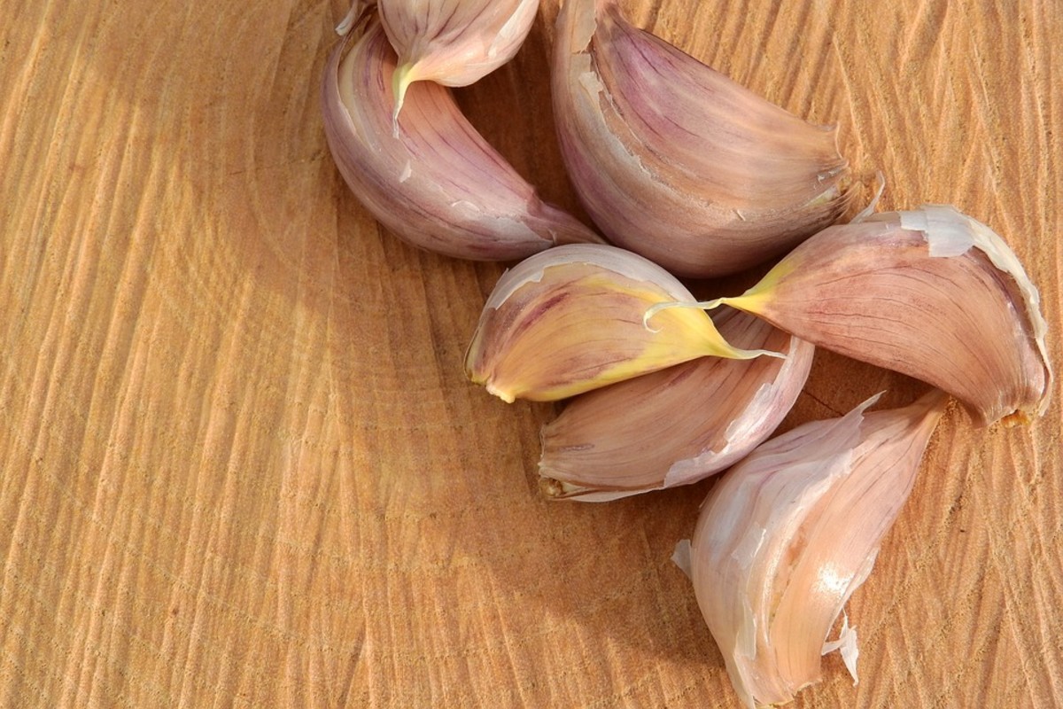 It is best to plant garlic bulbs in the fall. The bulbs expand in winter. The flavor is best-tasting when full matured bulbs are harvested.