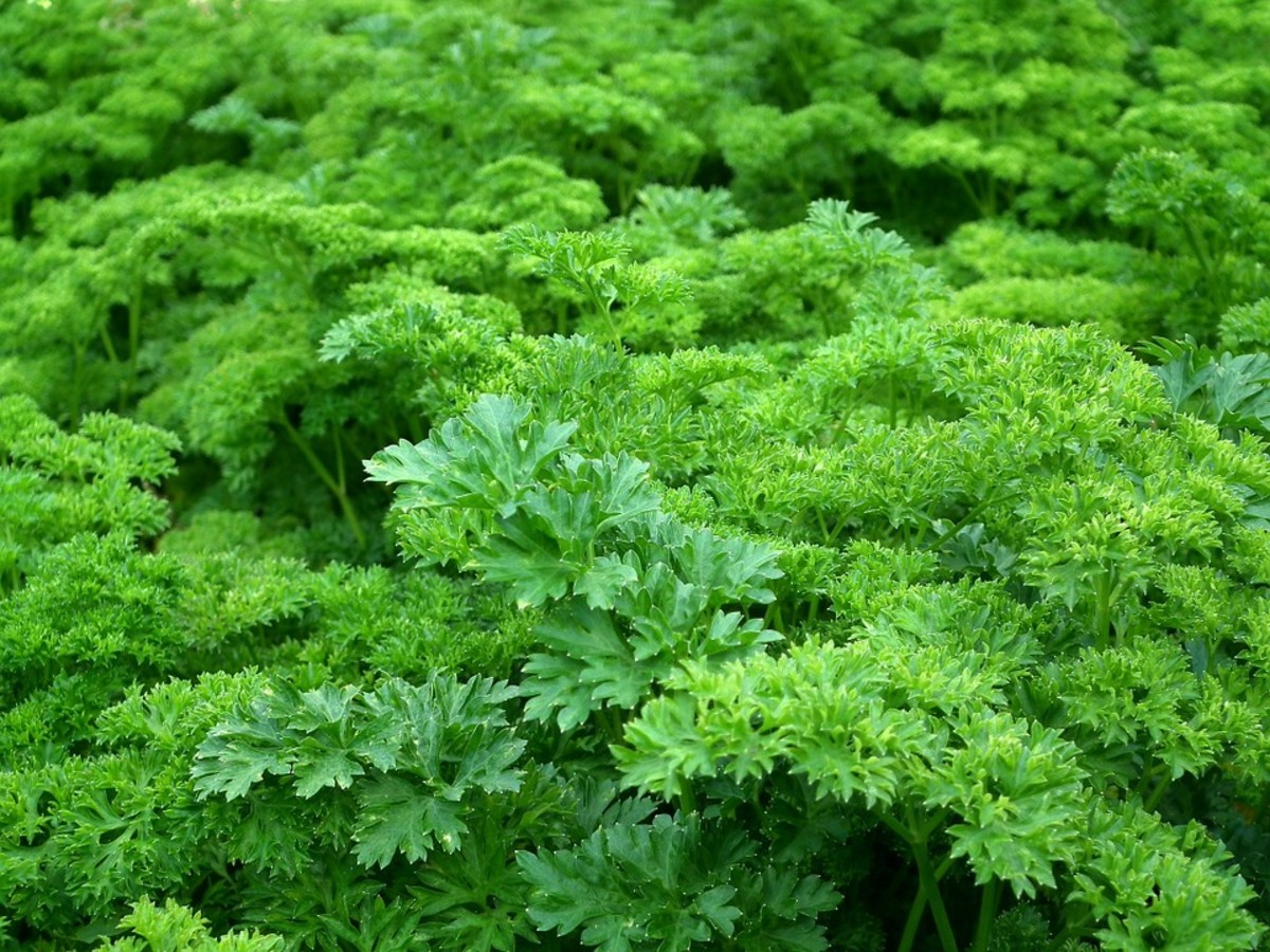Parsley is a hardy plant. Rain or shine it will grow.