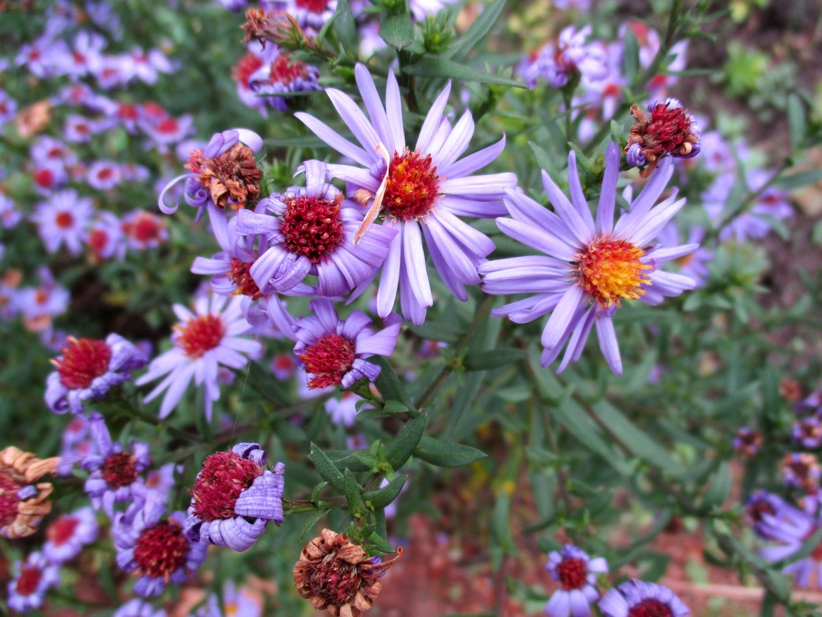 These are the asters I used to spot in open fields and roadsides