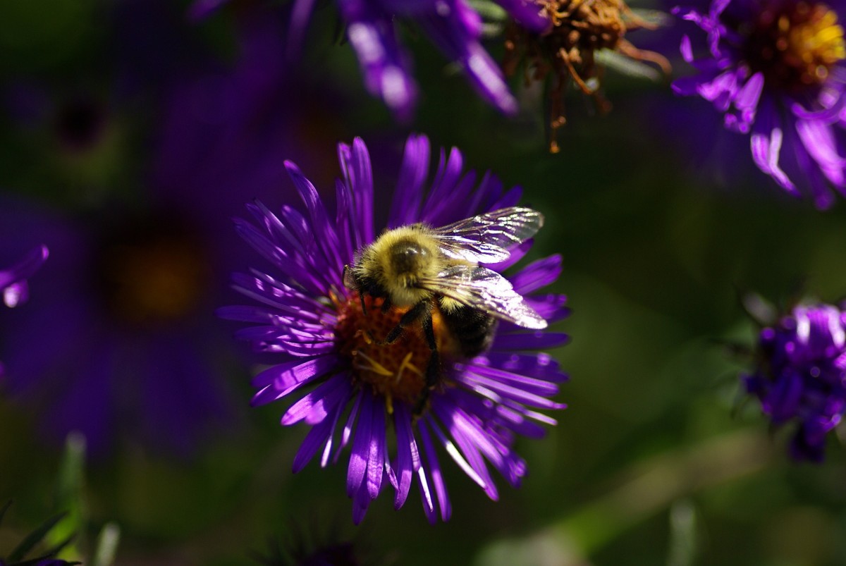 Thanks to asters bees can feed themselves well into the fall.