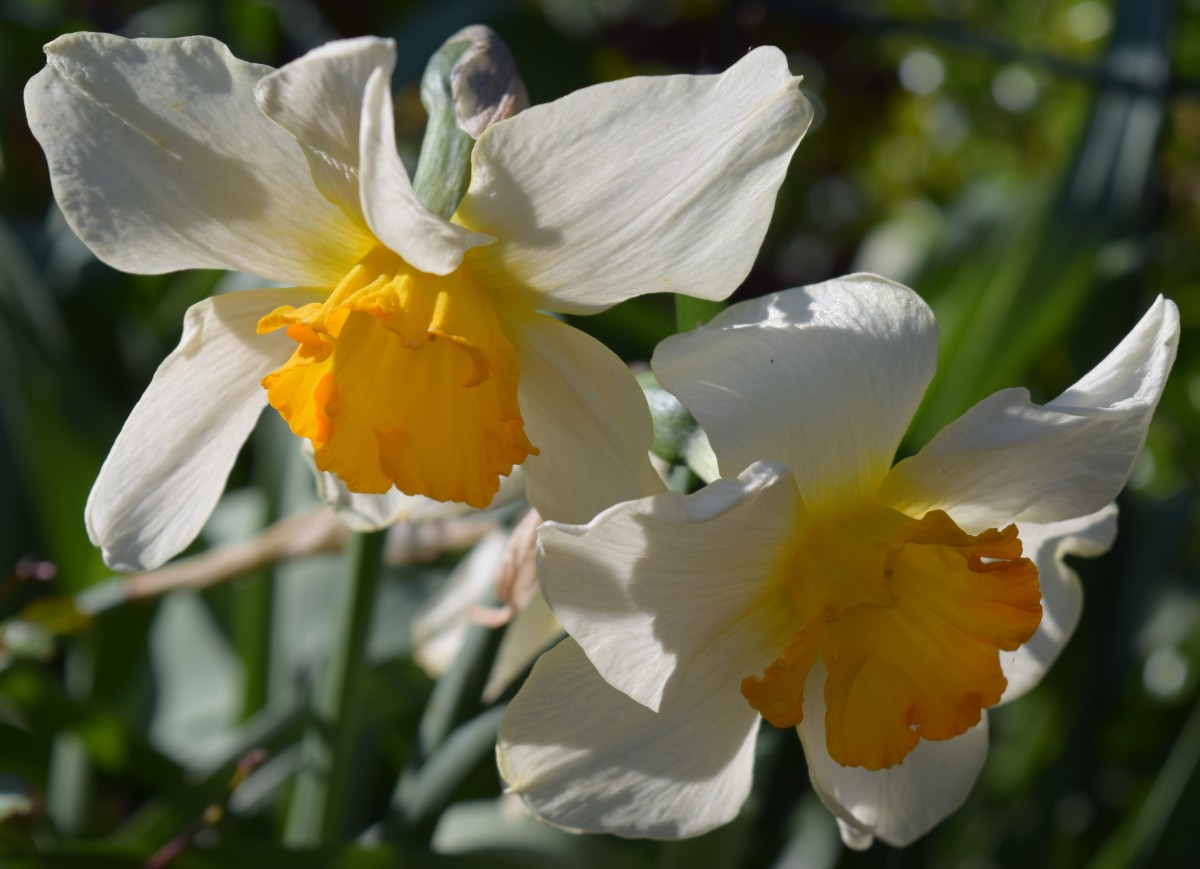 Daffodil flowers.