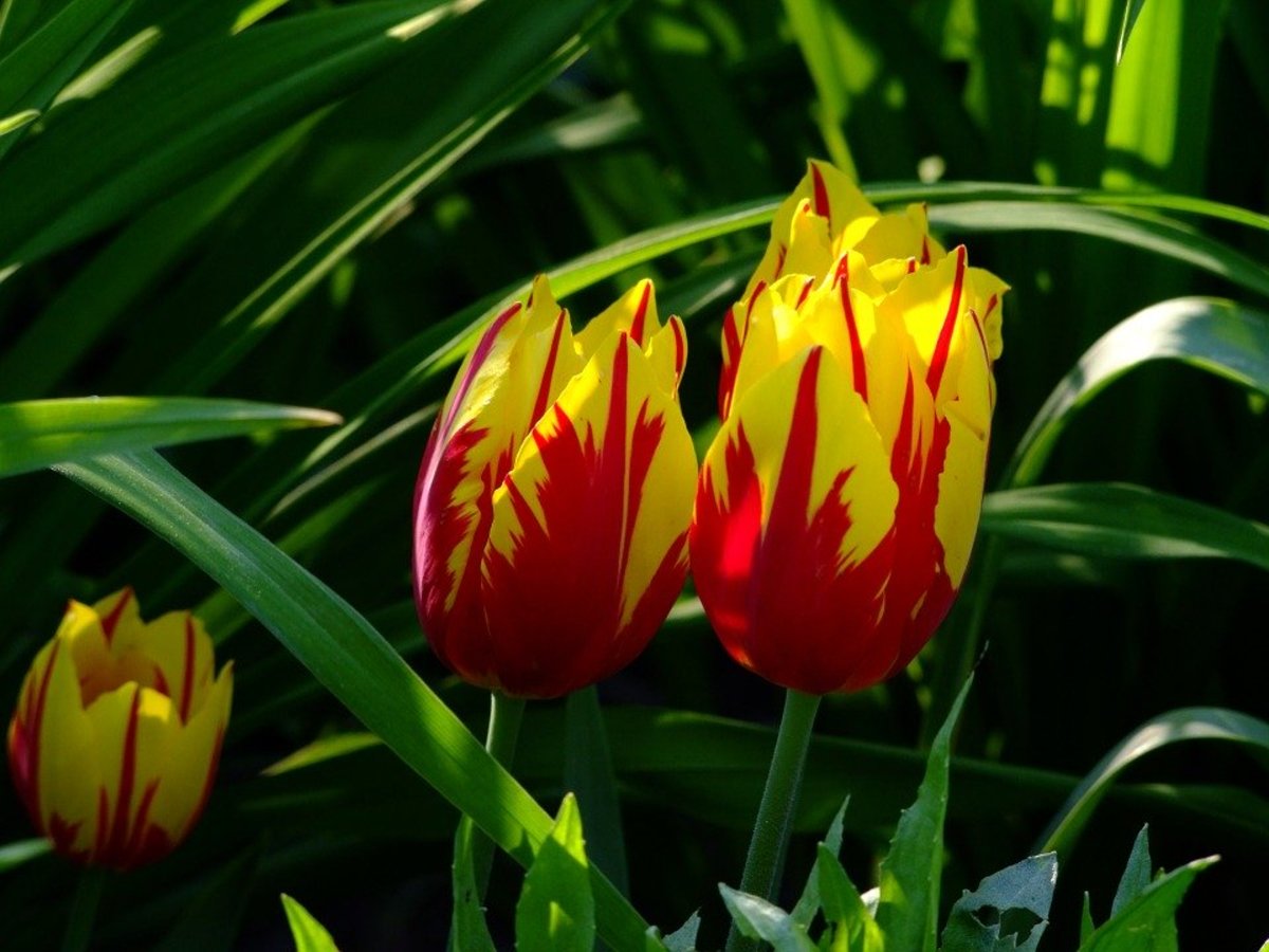What Are Rembrandt Tulips?