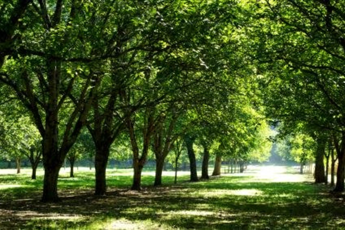 Find the best location when growing walnut trees for profit or landscape aesthetics. 