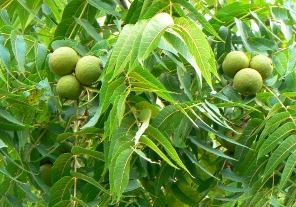 Toxicity of Black Walnut Trees in Ohio Dengarden