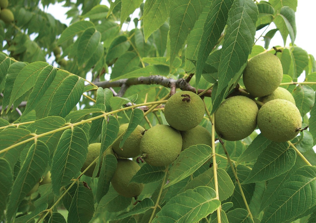 Toxicity of Black Walnut Trees in Ohio Dengarden