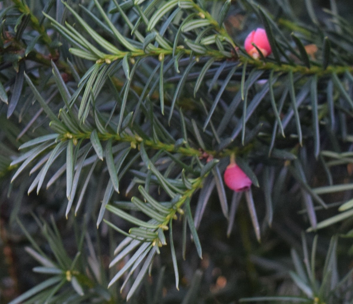 Needle-like foliage of Conifer taxus with berries