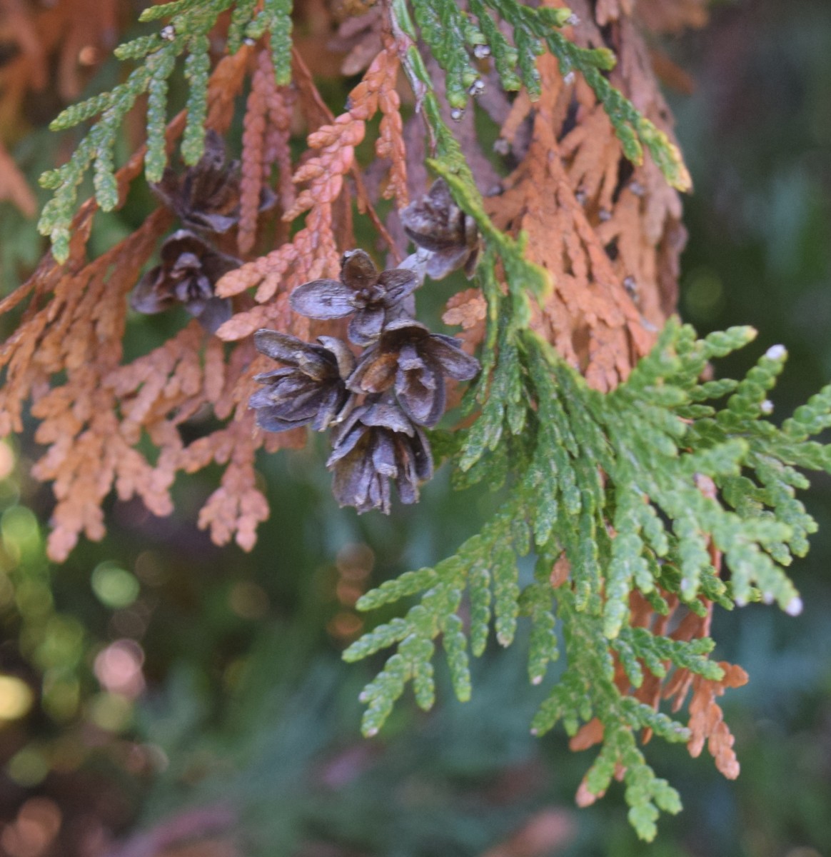 Scale-like foliage of conifer Arborvitae with small cones, ready to drop some old brown leaves.