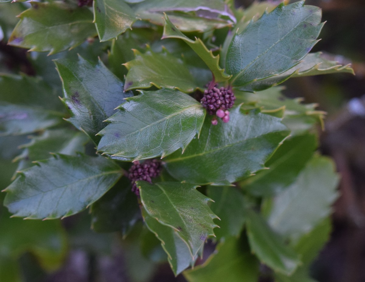 Male broad leaf Holly with tiny flower buds ready to open next spring.