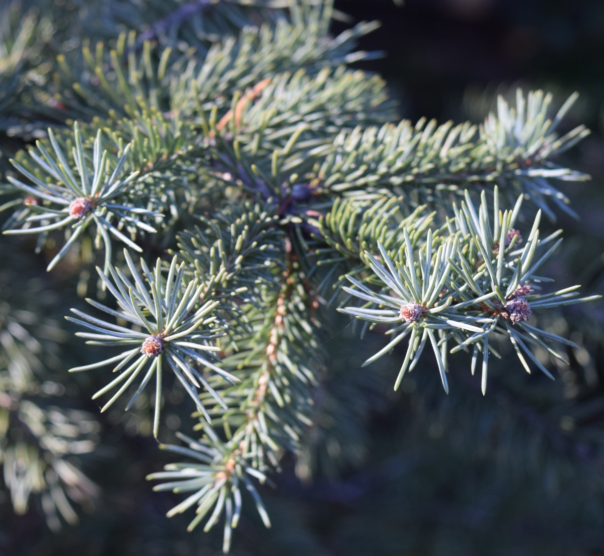 Needle-like foliage of the conifer Blue Spruce.