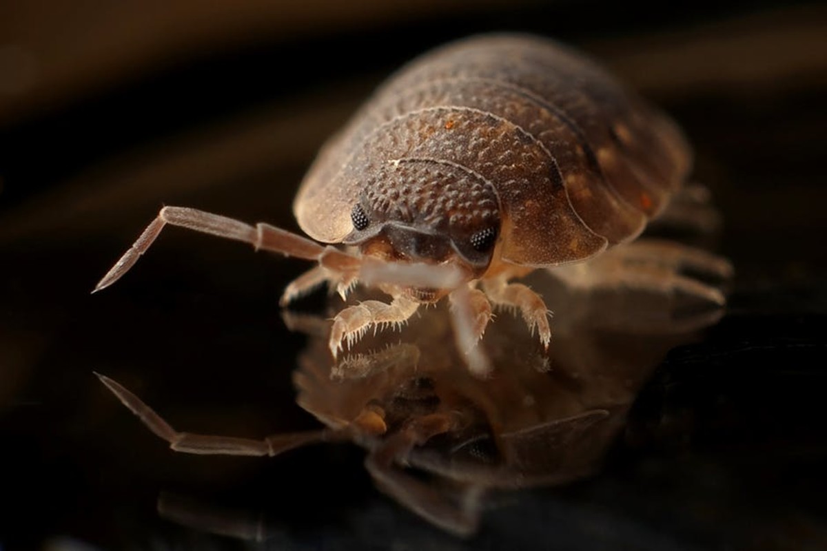 how-to-identify-and-get-rid-of-bed-bugs