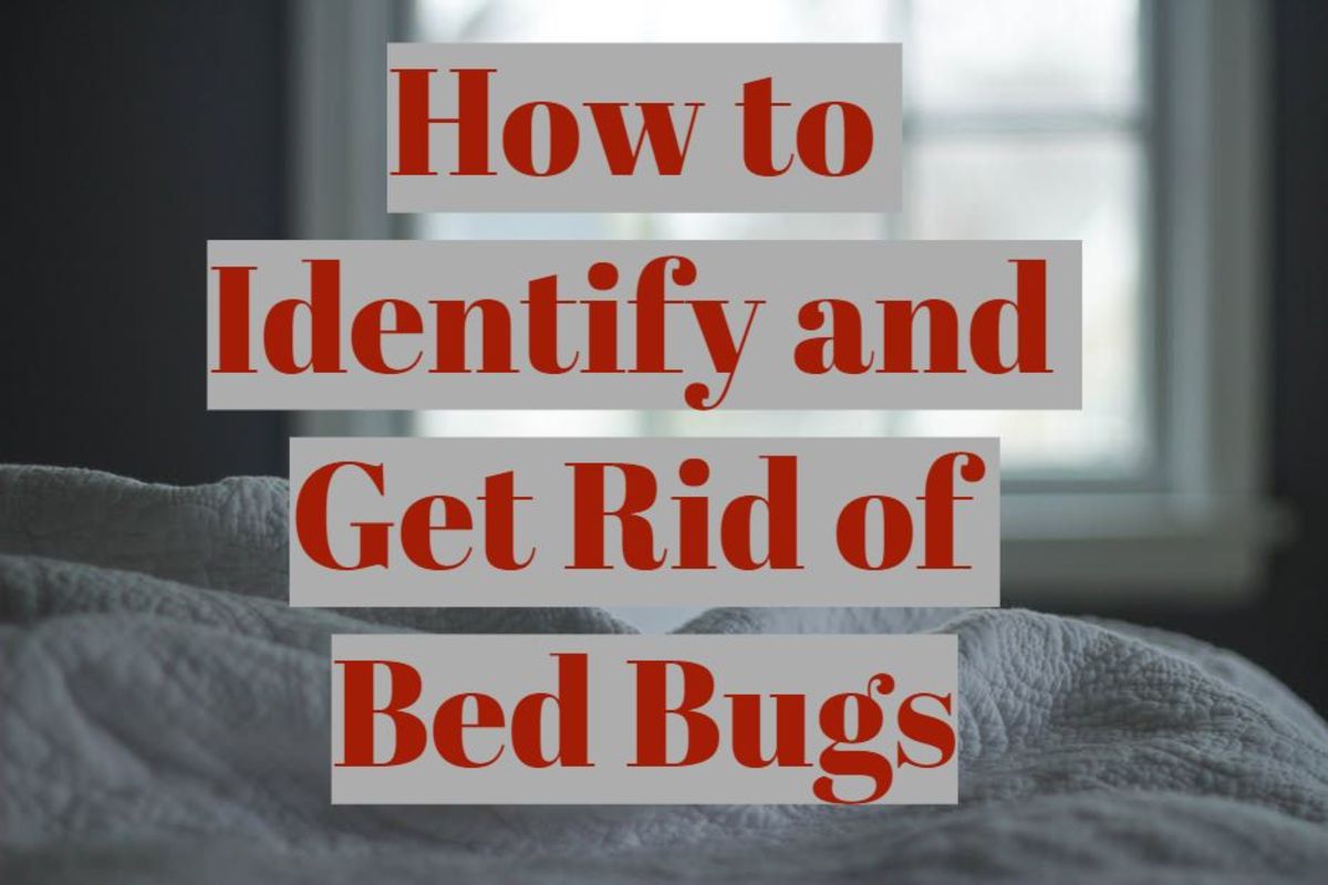 how-to-identify-and-get-rid-of-bed-bugs