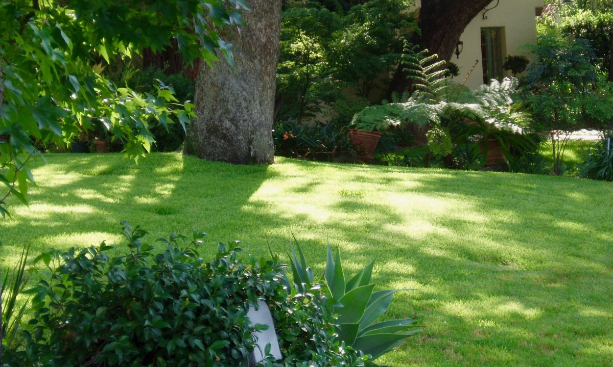 How to Grow Green Grass Successfully Dengarden