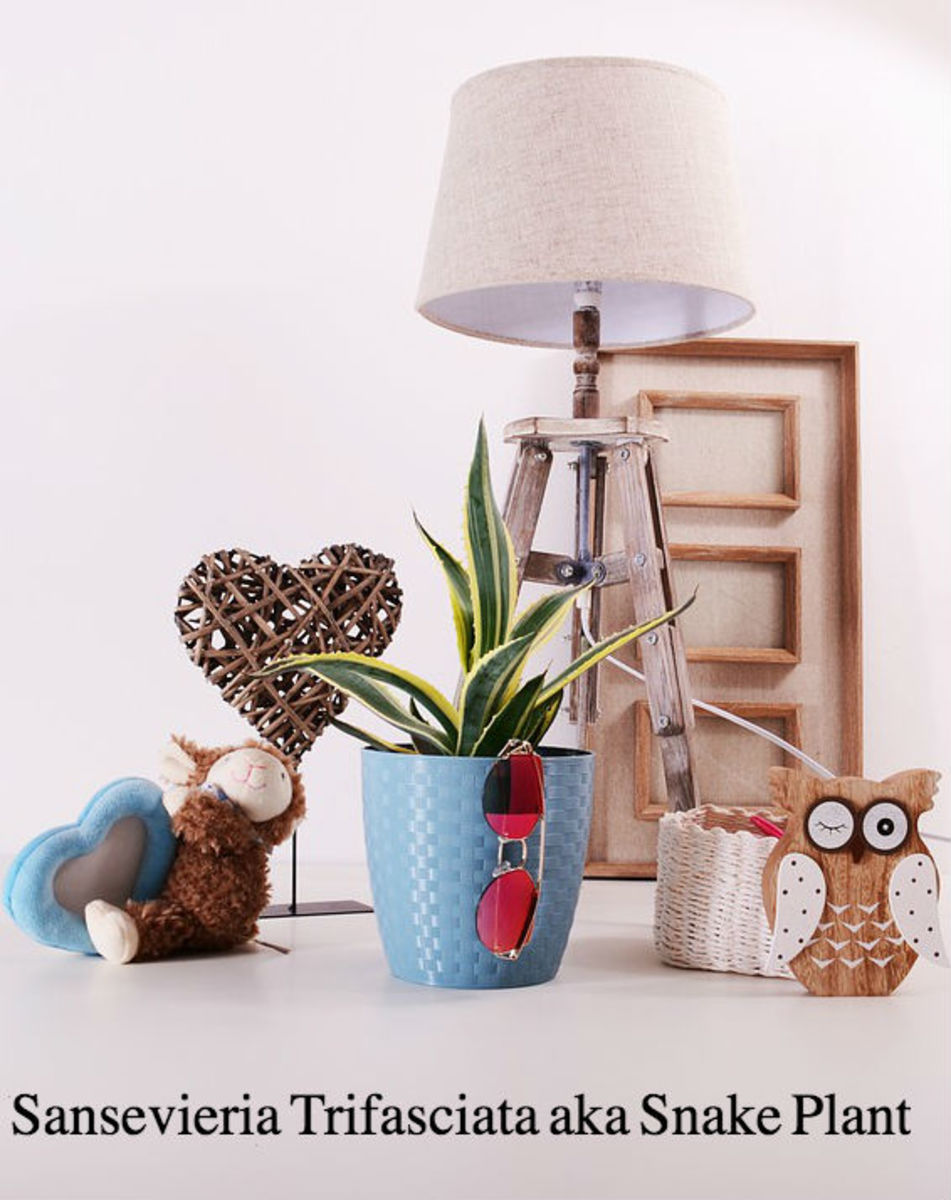 College Life Best Houseplants for Students Dengarden Home and Garden