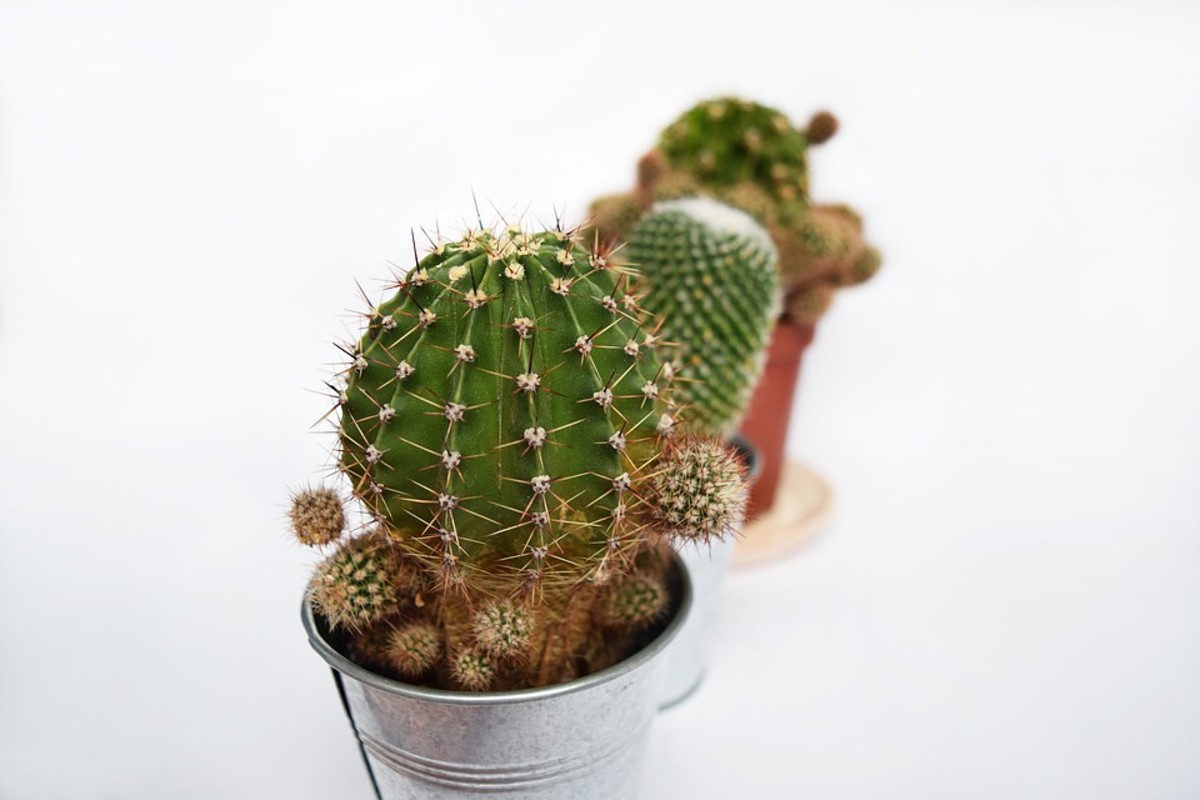 A cactus Is an easy-care plant requiring very little water.