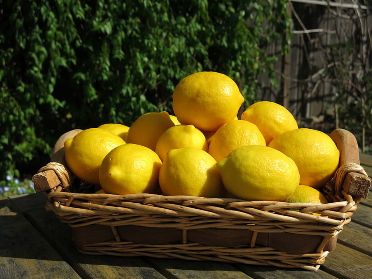 How to Grow a Meyer Lemon Tree Indoors or Outdoors Dengarden