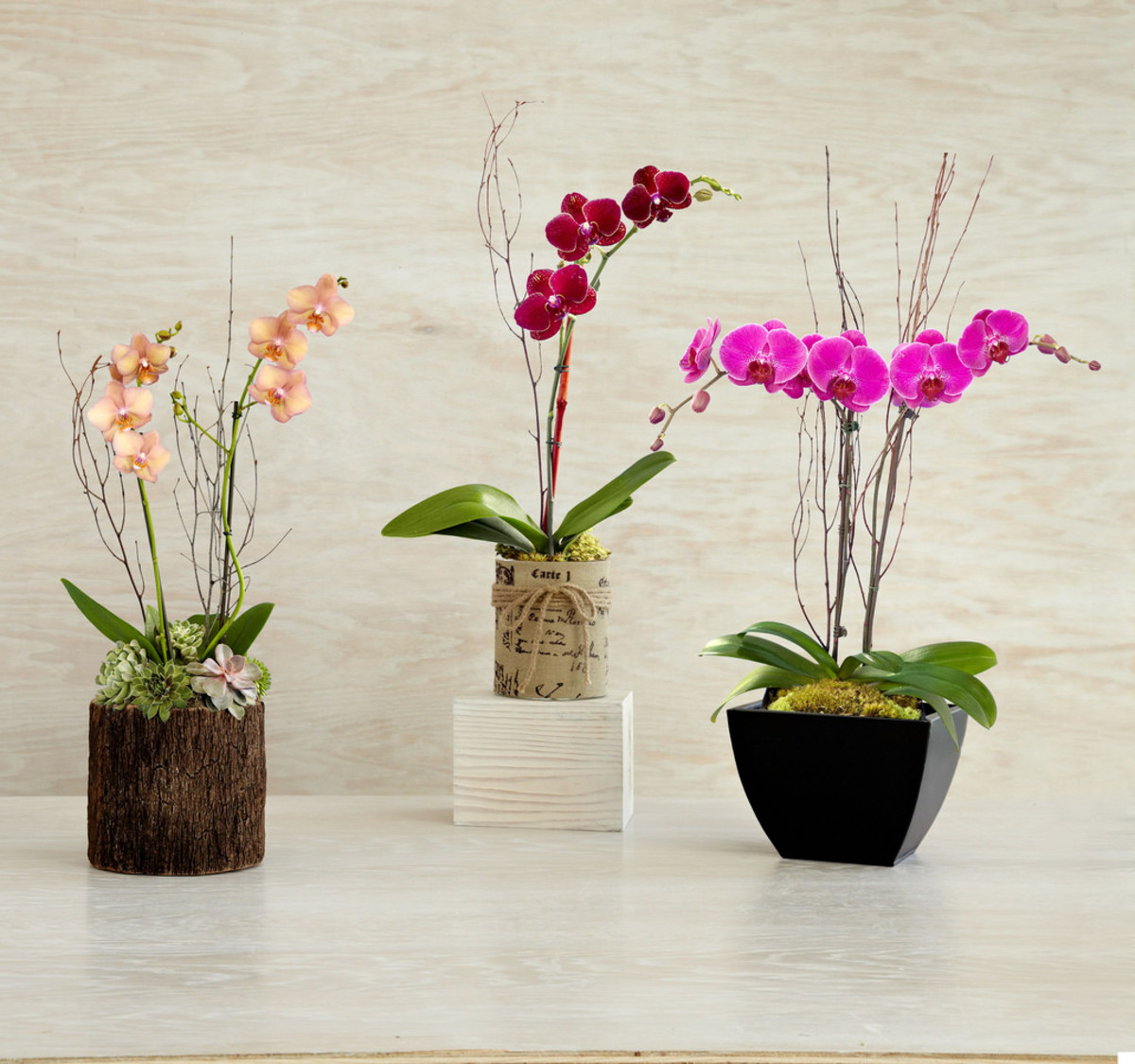 Caring for orchids can be intimidating, but it's not as hard as it seems.