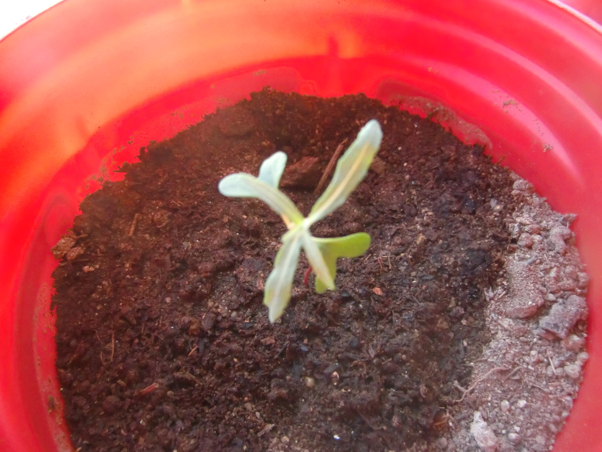 Baby seedling