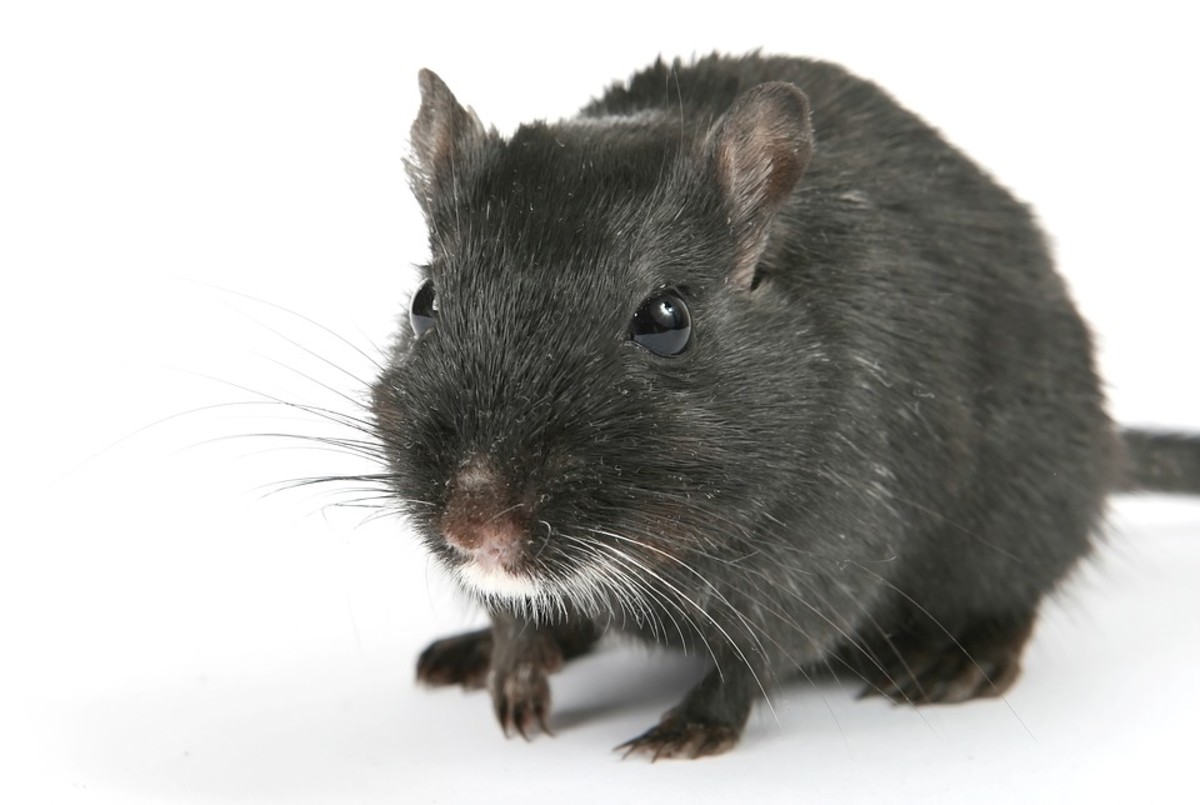 Is it a lone mouse in the house? Are you sure? Learn how to get rid of mice quickly. 