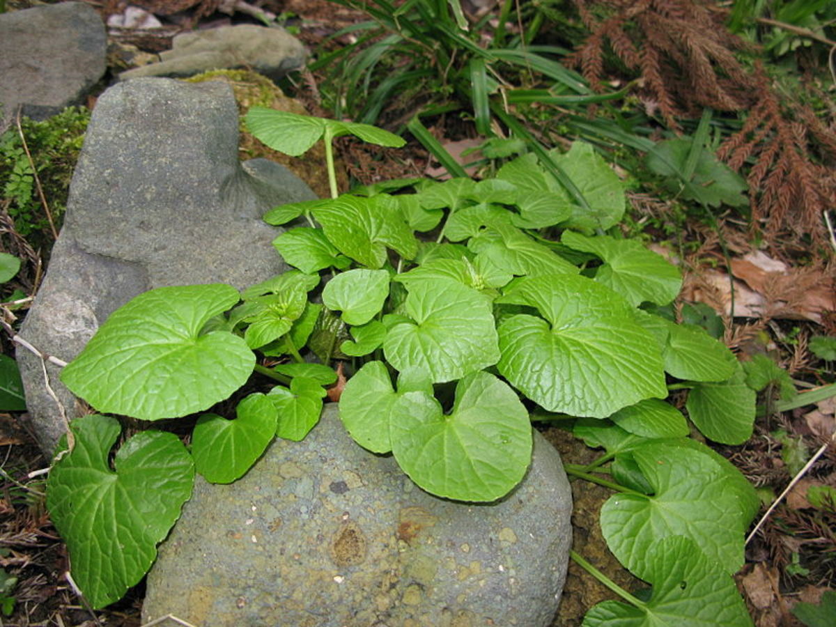 Wasabi Plant