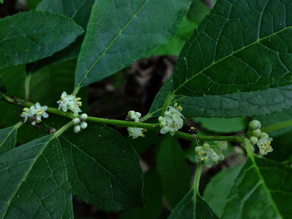 Flowers on a male winterberry