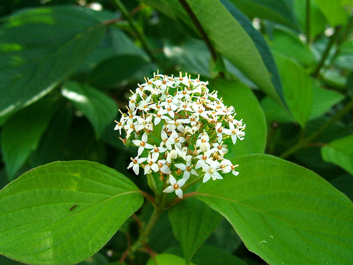 Cluster of Flowers