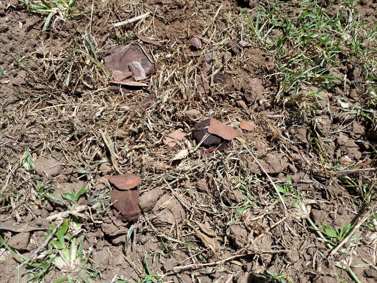 Loosened soil mixed with mulch (dry grass and bark chips)