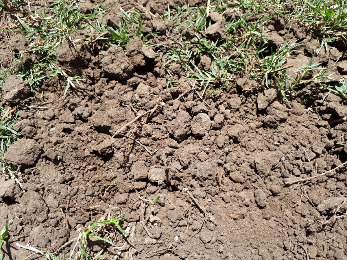 Compacted soil which has been loosed using a garden fork