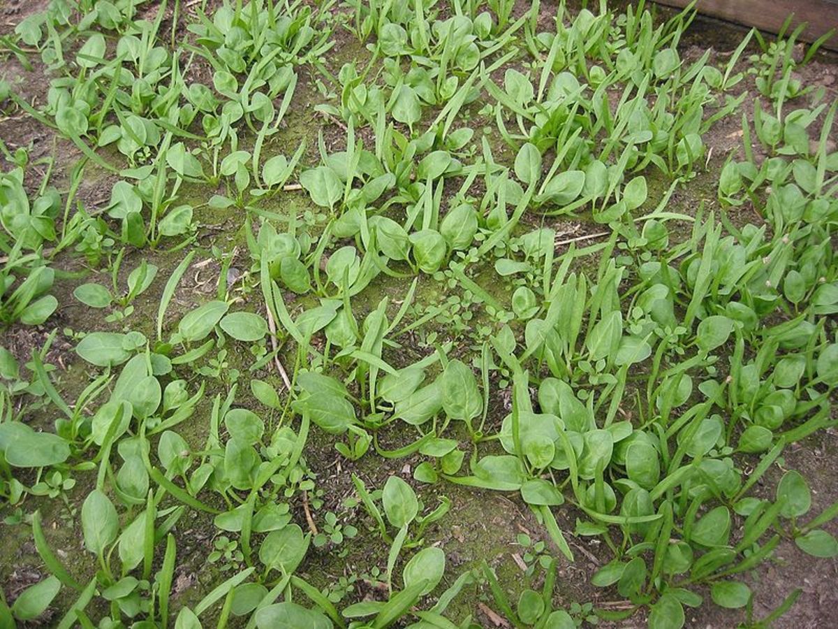 Spinach seedlings ready to be thinned