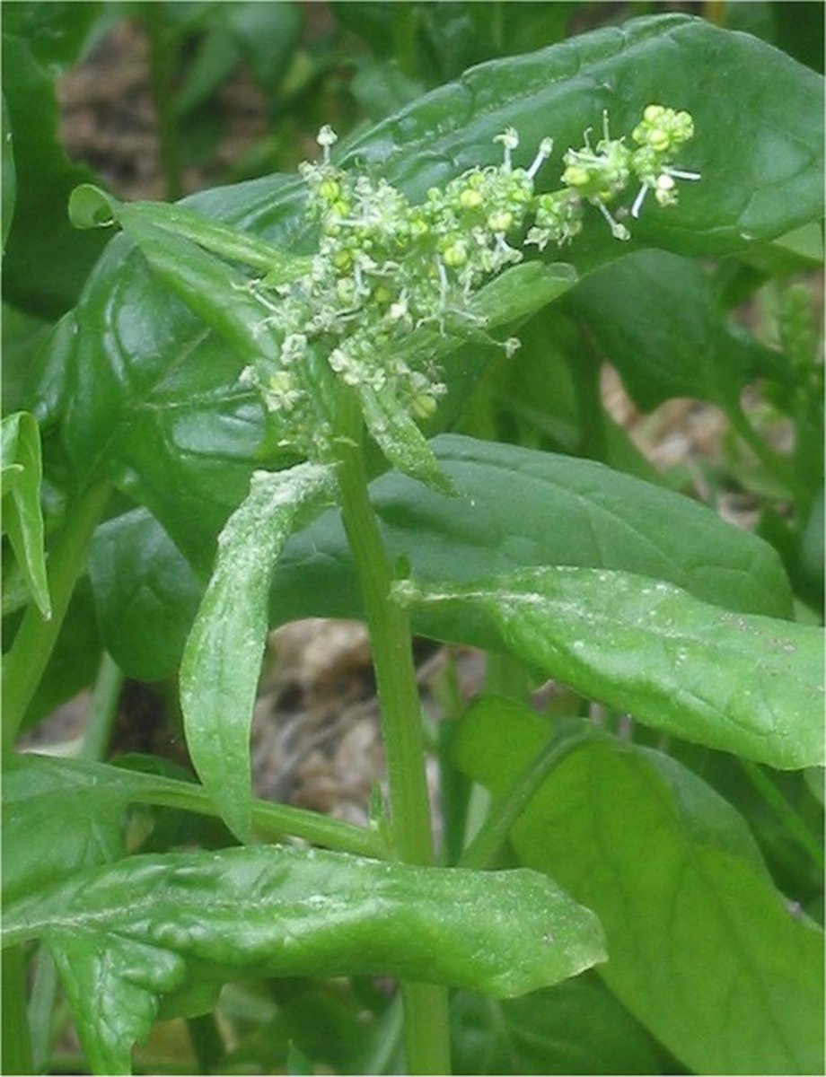 Spinach flowers