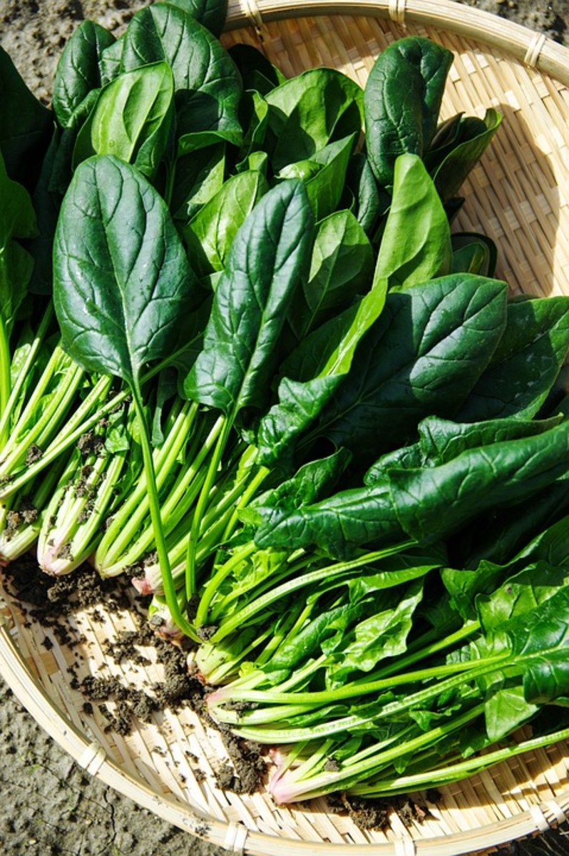 How to Grow Spinach