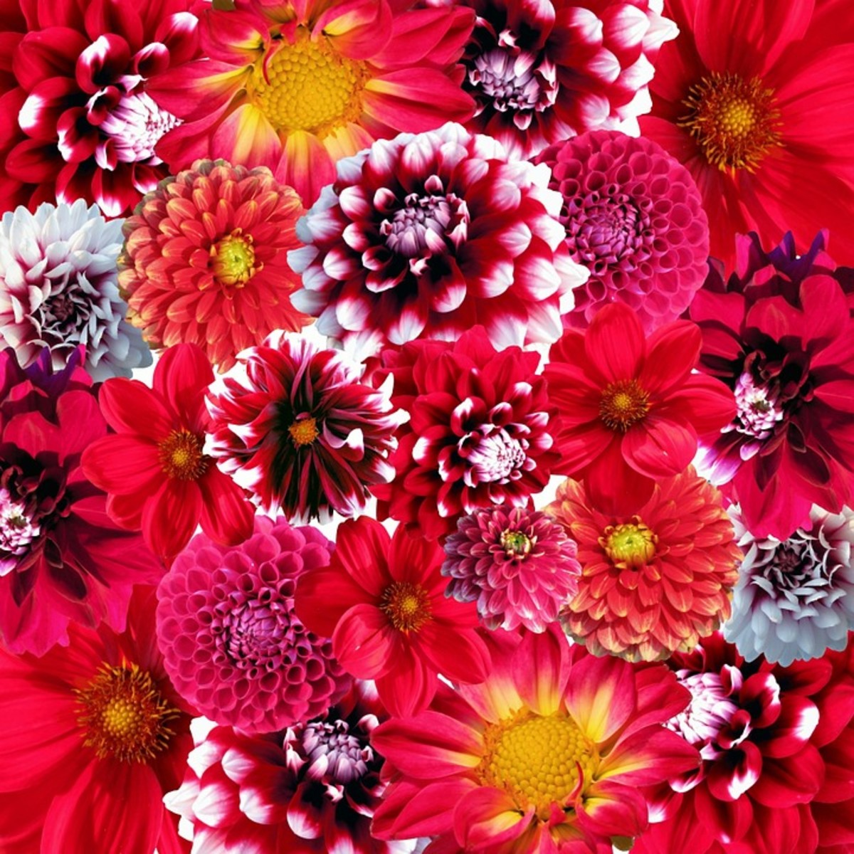 How to Grow Dahlias for Summer Color
