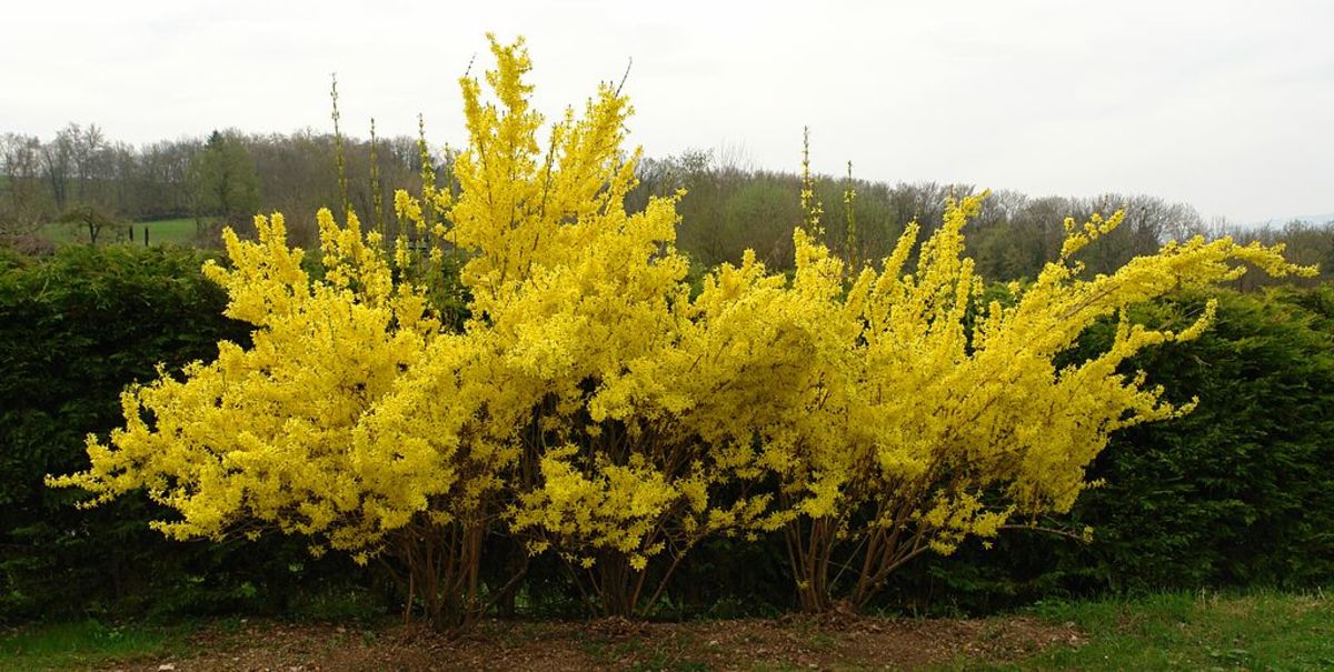 Forsythia Hedge - note the spacing between the individual shrubs.